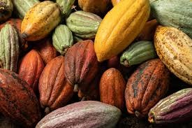 Cocoa